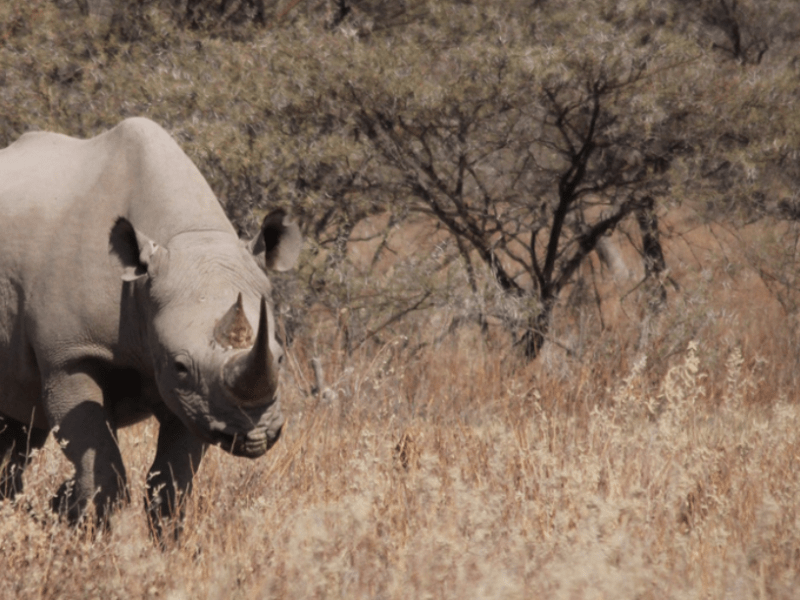 Comment la chasse conservation sauve des espèces en danger