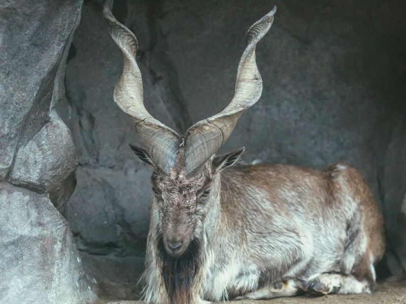 Plaidoyer pour le trophée de chasse