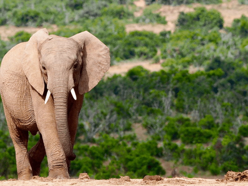 Pour le Botswana, la chasse à l&rsquo;éléphant est bénéfique et indispensable