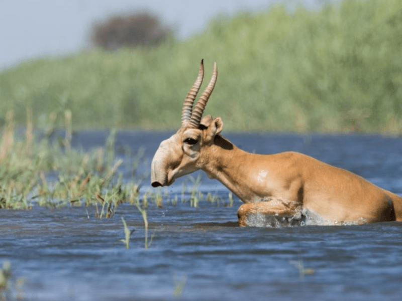 Utilisation durable de la faune au lieu d&rsquo;interdiction, la CITES doit se réformer