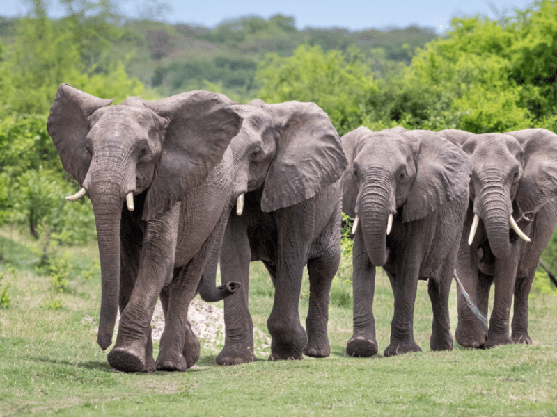Chasseur tué par des éléphants, la presse ne fait pas son travail !