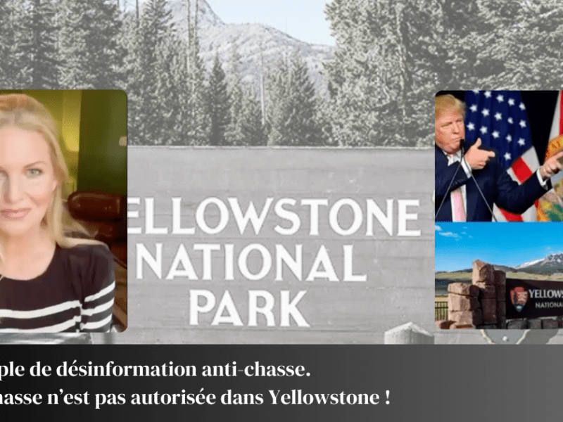 Vidéo. Non, on ne chassera pas dans Yellowstone malgré ce que disent les anti-chasse.